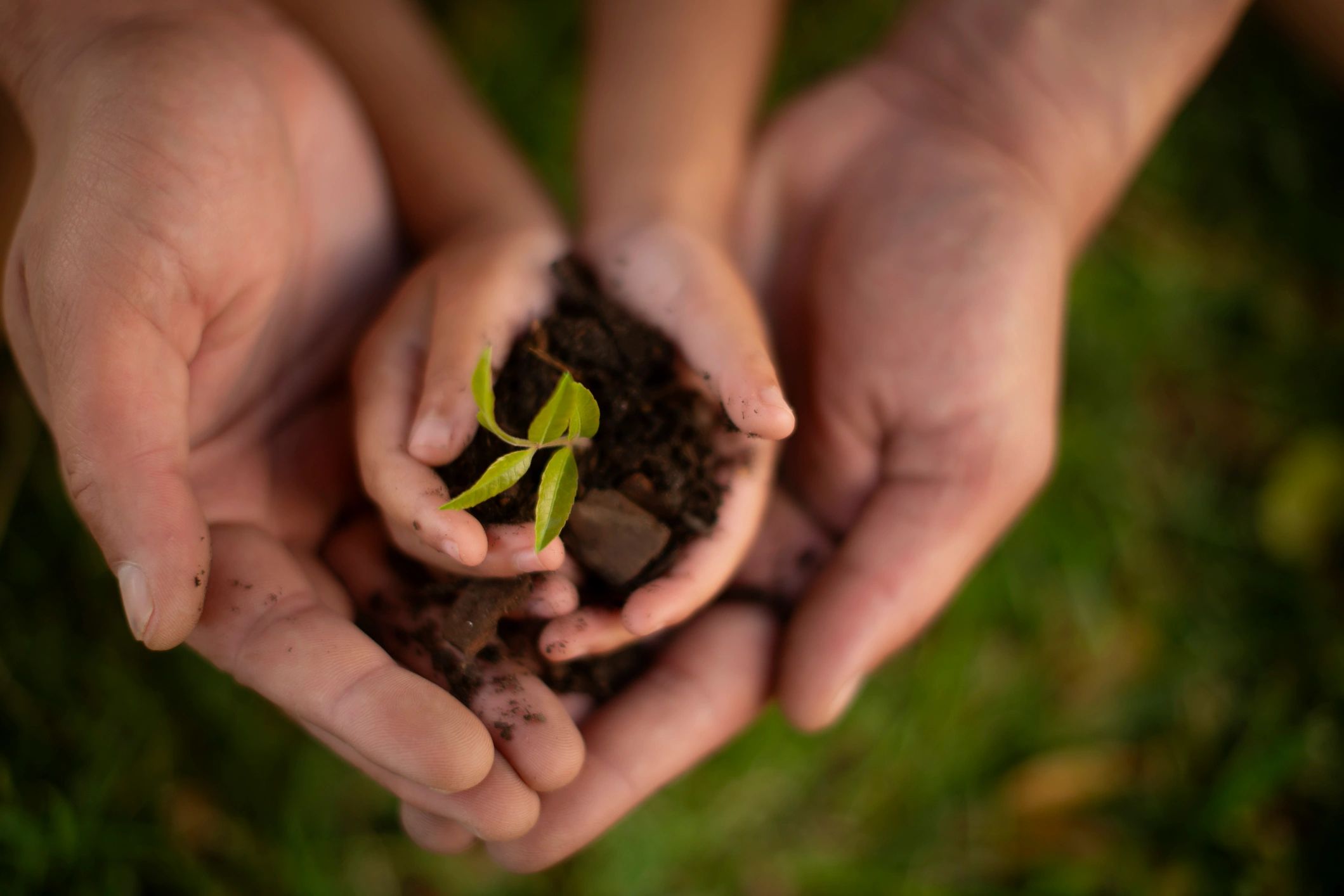 Parent and child hands passing a young plant together