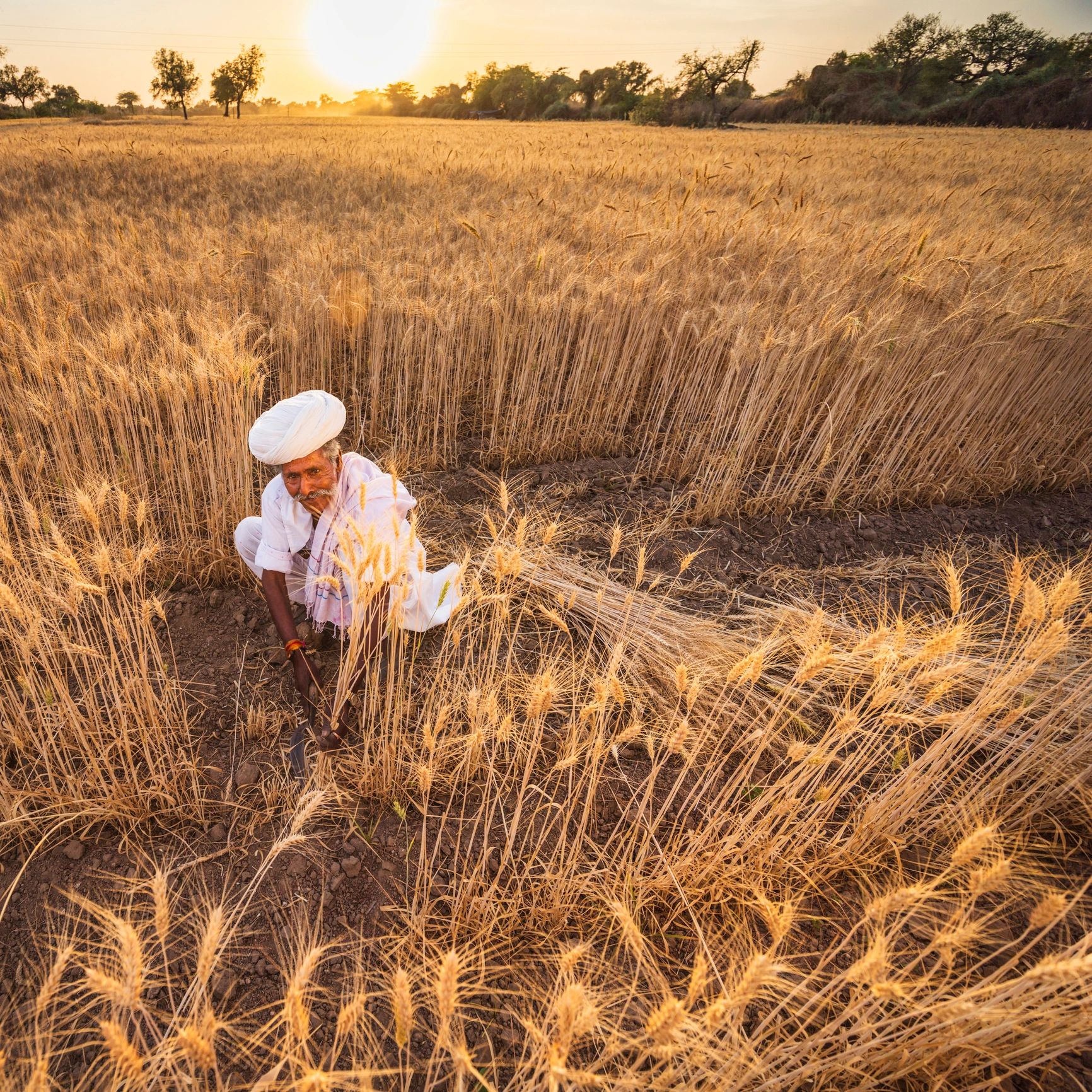 Farmer participant in an Indian field